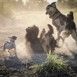 Animals