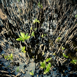 Florida