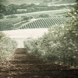 Toscana