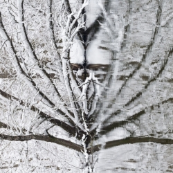 Reflection Trees