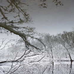 Reflection Trees