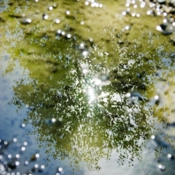 Reflection Trees