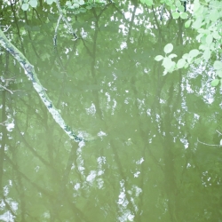 Reflection Trees