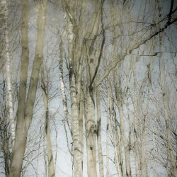 Reflection Trees