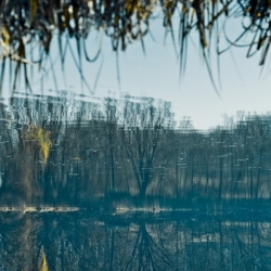 Reflection Trees
