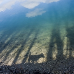 Reflection Dog