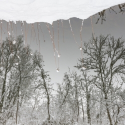 Reflection Trees