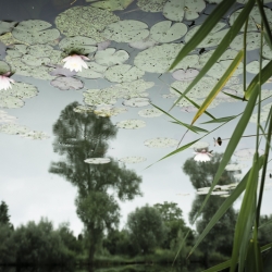 Reflection Lake